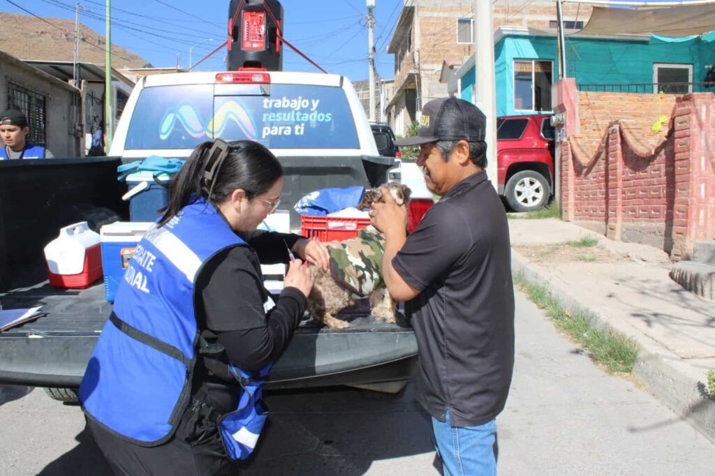 Avanza Municipio en la protección animal con jornadas de vacunación en colonias de la capital