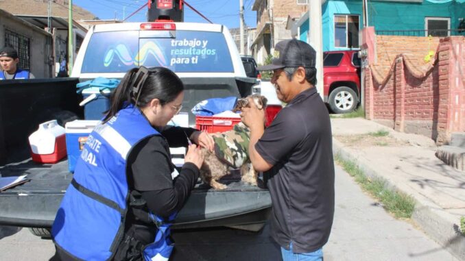 avanza-municipio-en-la-proteccion-animal-con-jornadas-de-vacunacion-en-colonias-de-la-capital.jpeg Avanza Municipio en la protección animal con jornadas de vacunación en colonias de la capital