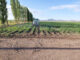 Agricultores de riego ya pueden tramitar el apoyo de fertilizante para sus siembras