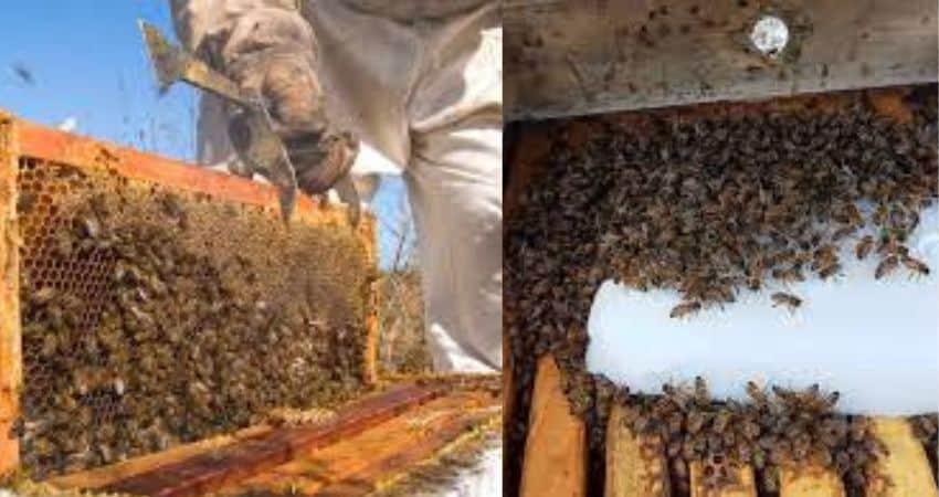 Apoya el programa “Cuenta Conmigo en el Campo” apicultores con núcleos y abejas reina