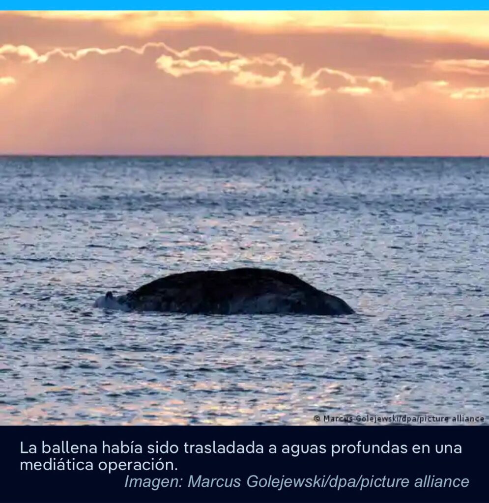 Encuentran muerta a la ballena “Timmy”