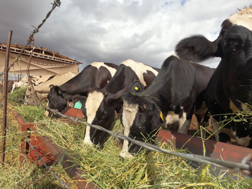 Abre SDR convocatoria de apoyo fiduciario para facilitar financiamiento a productores agropecuarios