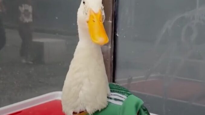 pato-merlin-mundial-2026-696x464.jpg